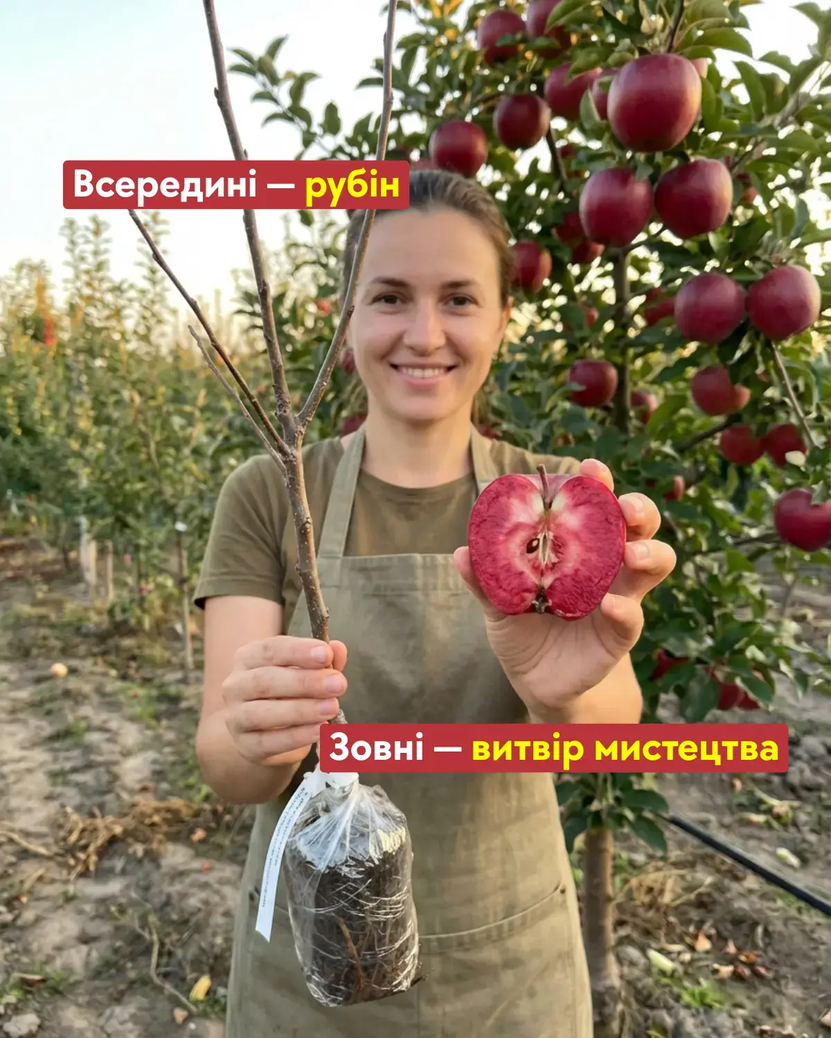 Яблуня Аморет — головне фото