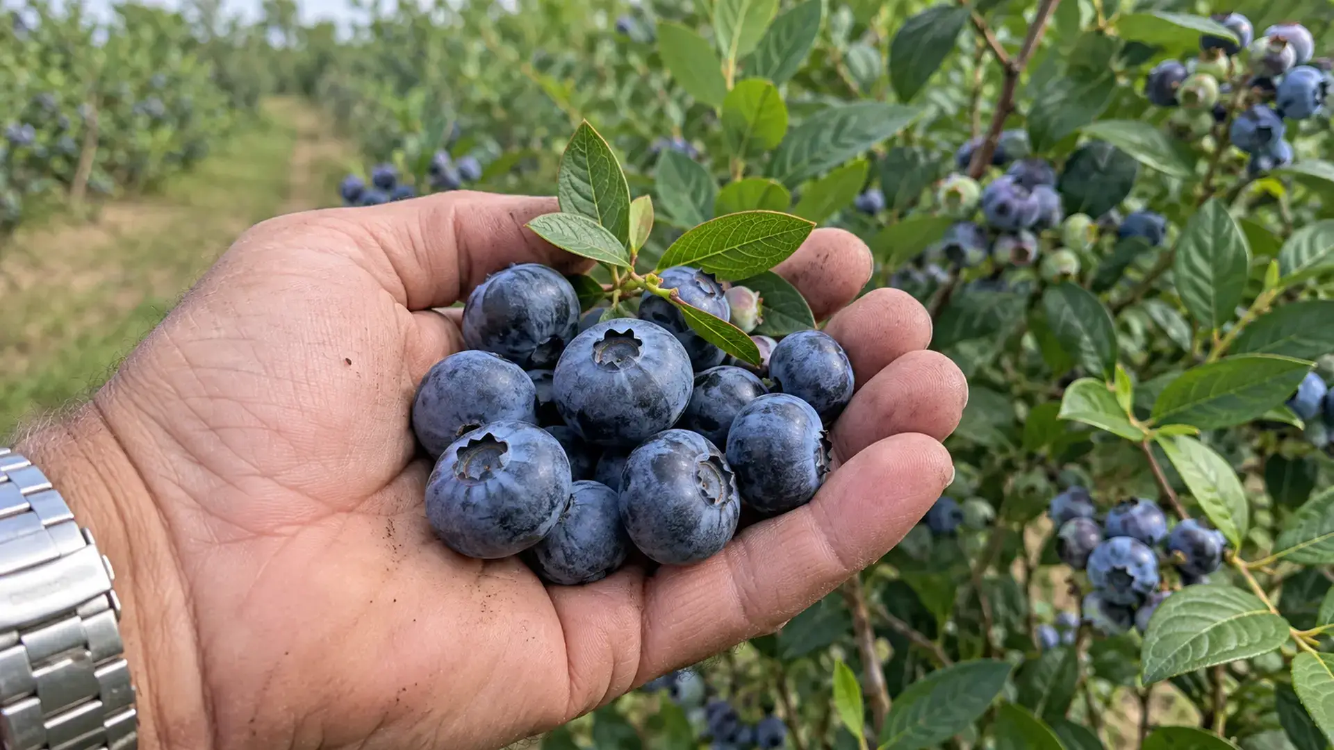 Велика ягода лохини на долоні